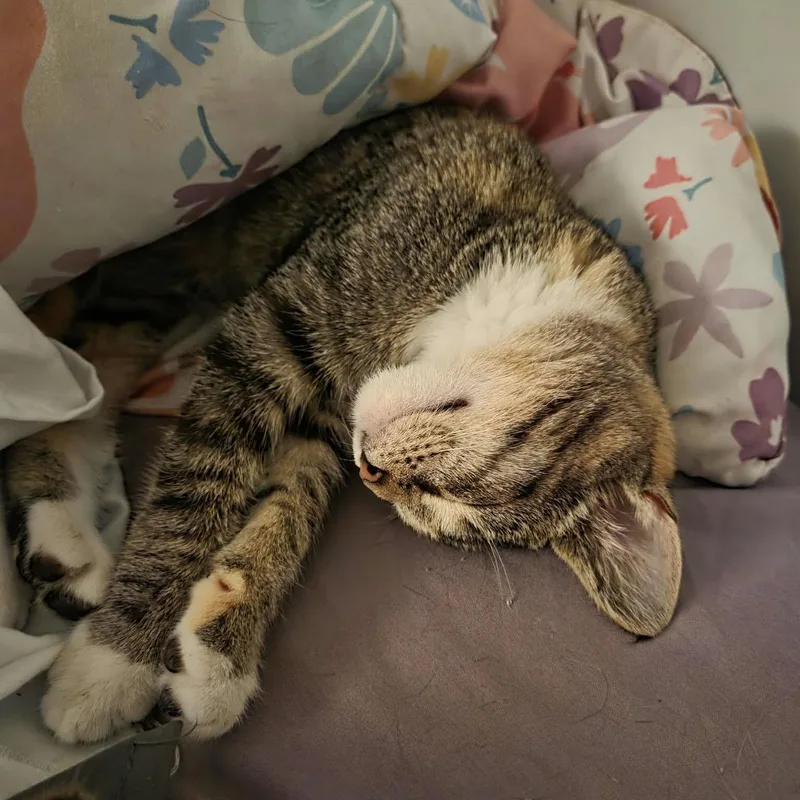 A baby medium-sized female Tabby (Brown / Chocolate) Tabby cat named Saturn for adoption in Harrisburg, PA