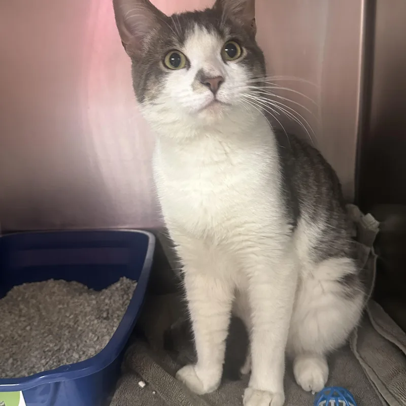 A baby medium-sized male Domestic Short Hair cat named Rocky Aka Bernie for adoption in Clifton, NJ