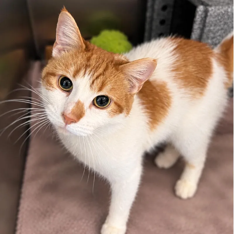 An adult medium-sized female White Domestic Short Hair cat named Sakura for adoption in Birdsboro, PA