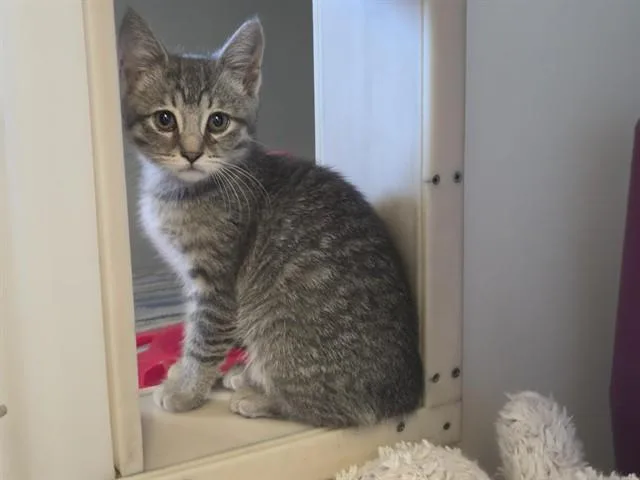 A baby medium-sized female Domestic Short Hair cat named Hermia for adoption in Salinas, CA