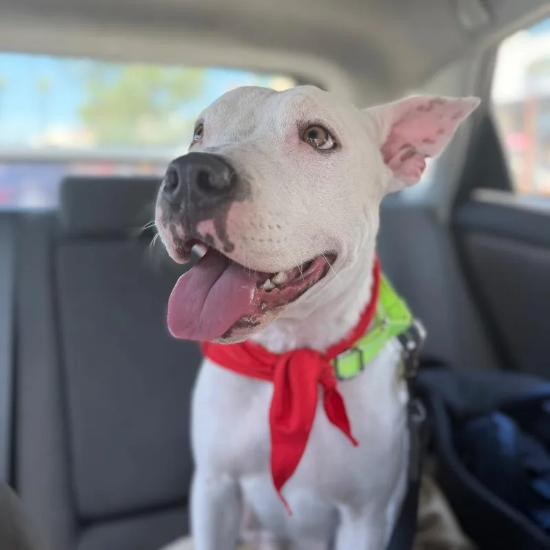 An adult medium-sized female White / Cream Pit Bull Terrier dog named Hazel for adoption in San Diego, CA
