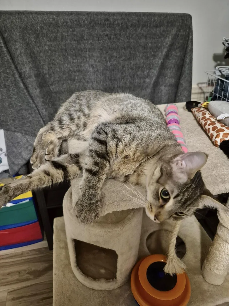 Kirbyvideo Sweet Boy thumbnail 3