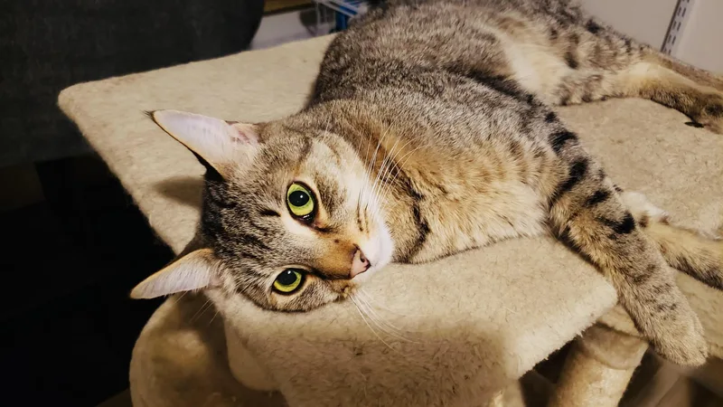 Kirbyvideo Sweet Boy