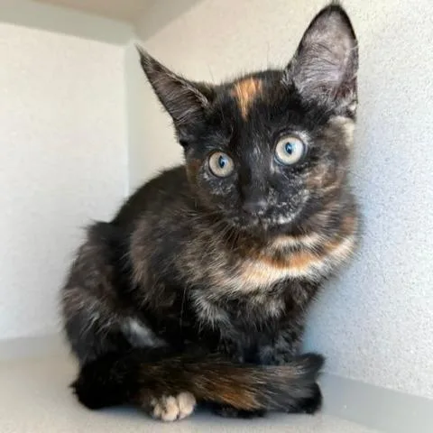 A baby small-sized female Tortoiseshell Domestic Short Hair cat named Tang for adoption in Redwood City, CA