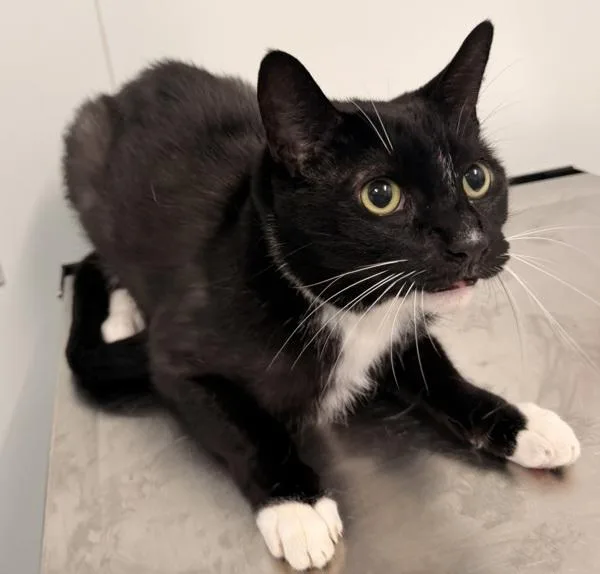 A senior medium-sized male Domestic Short Hair cat named Benny for adoption in Ridgewood, NY