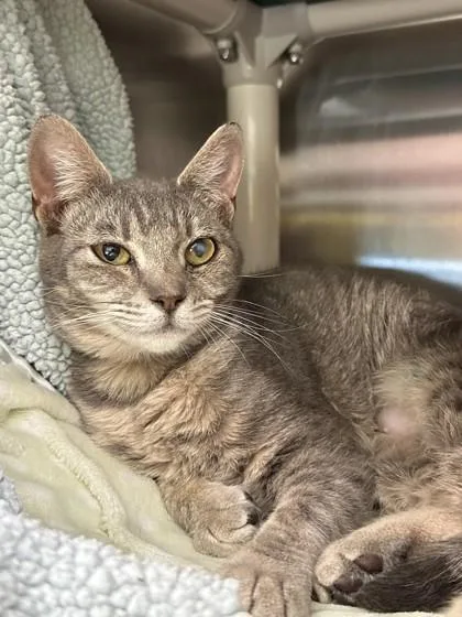 A young medium-sized female Domestic Short Hair cat named Swiss for adoption in Eugene, OR