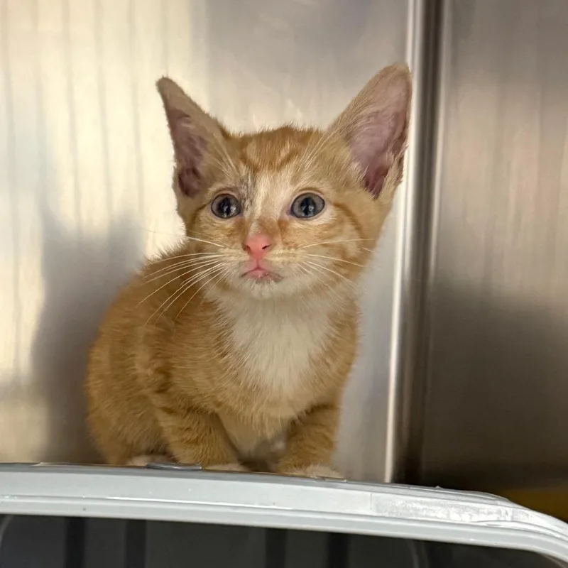 A baby small-sized male Domestic Short Hair cat named Panini for adoption in Greenville, SC