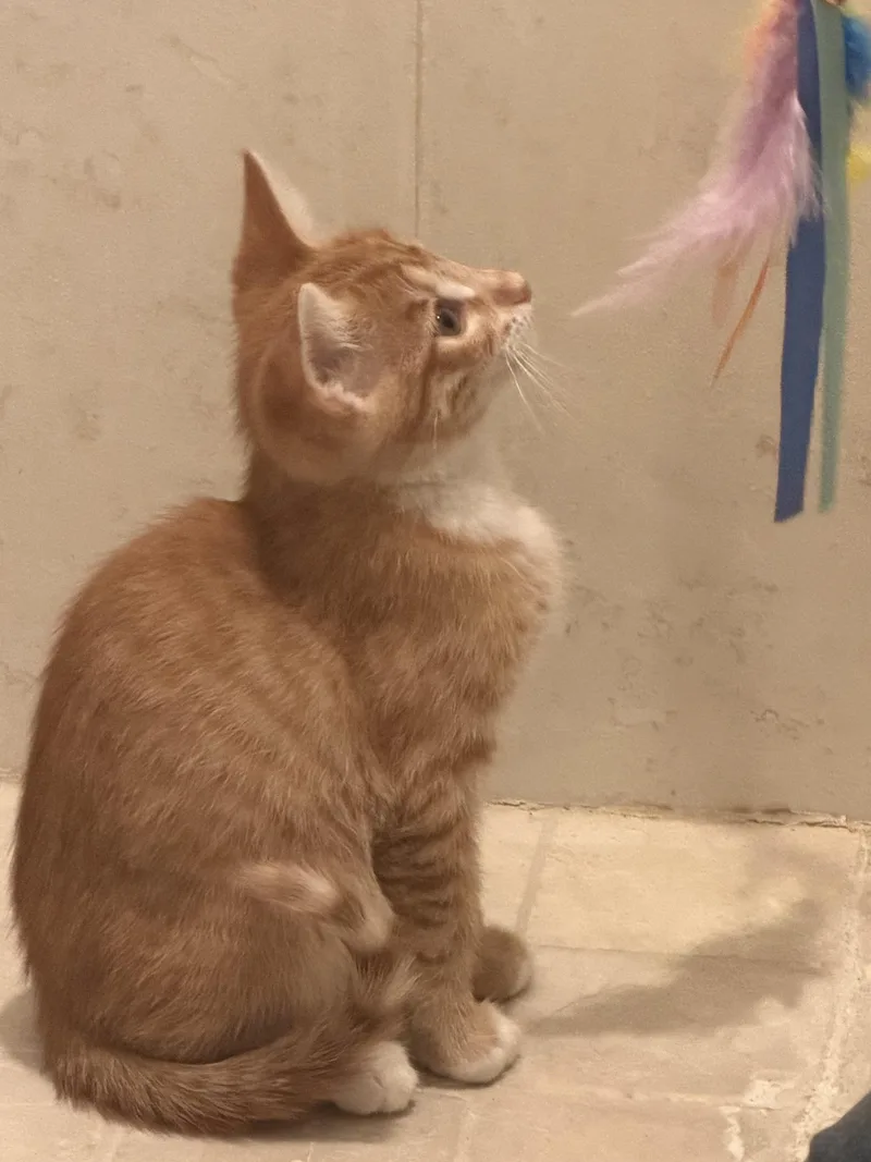 A baby medium-sized male Orange & White Domestic Short Hair cat named Lord Anthony for adoption in Gilroy, CA