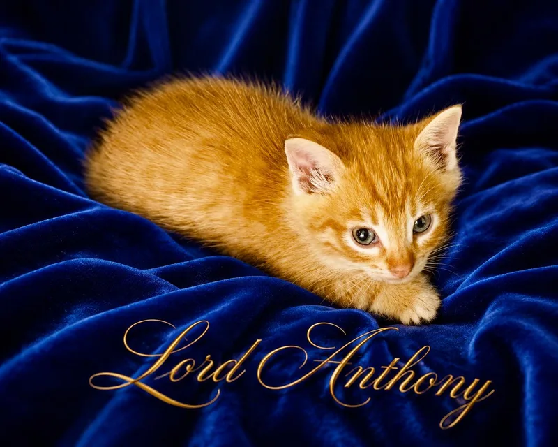 Lord Anthony thumbnail 5