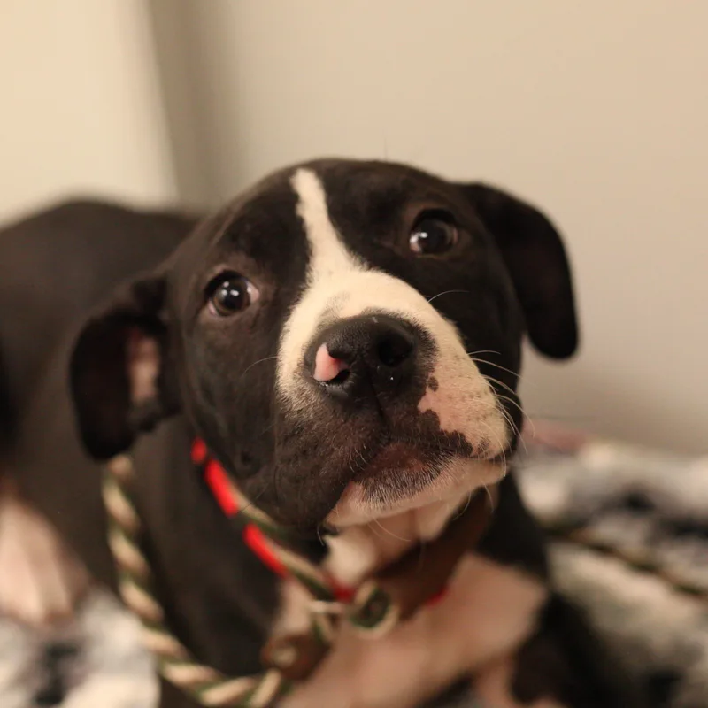 Kermit  Spunky Boxer thumbnail 2