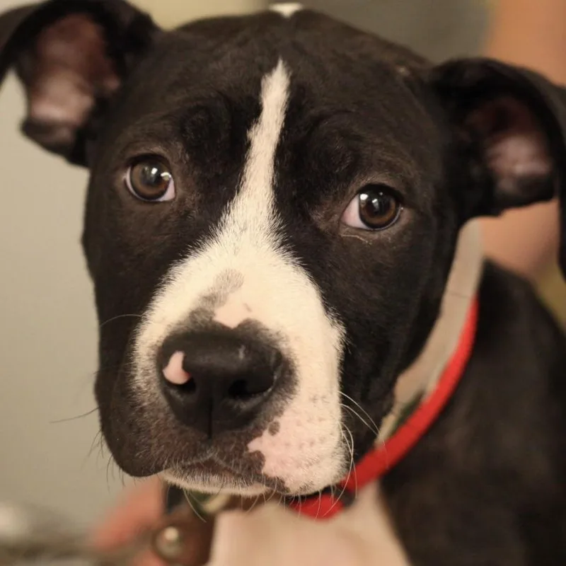 Kermit  Spunky Boxer