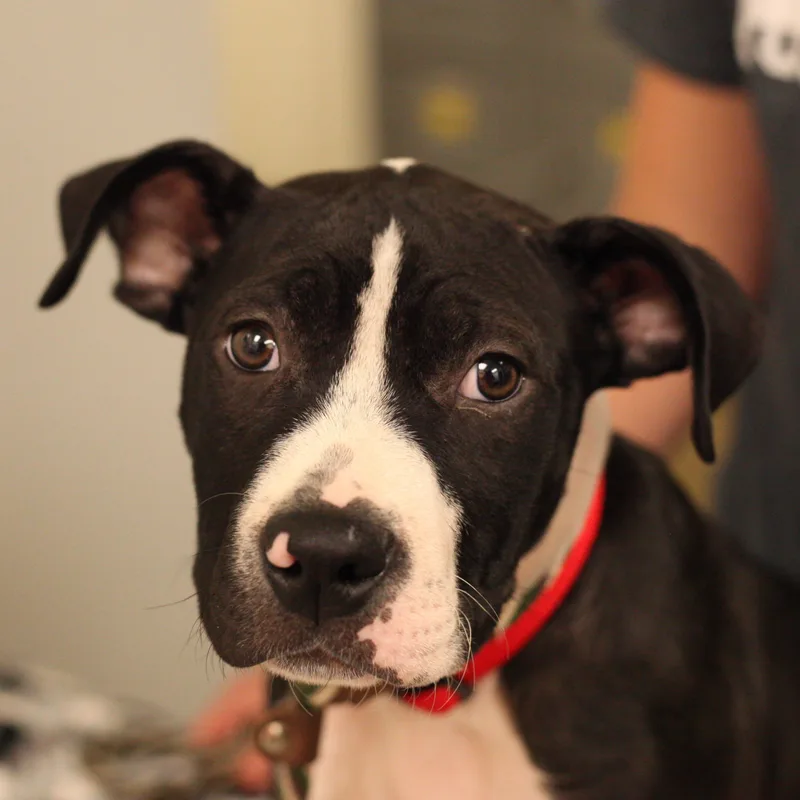 Kermit  Spunky Boxer thumbnail 3