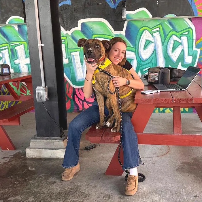 An adult large-sized male Brindle Mixed Breed dog named Mayweather for adoption in Chattanooga, TN