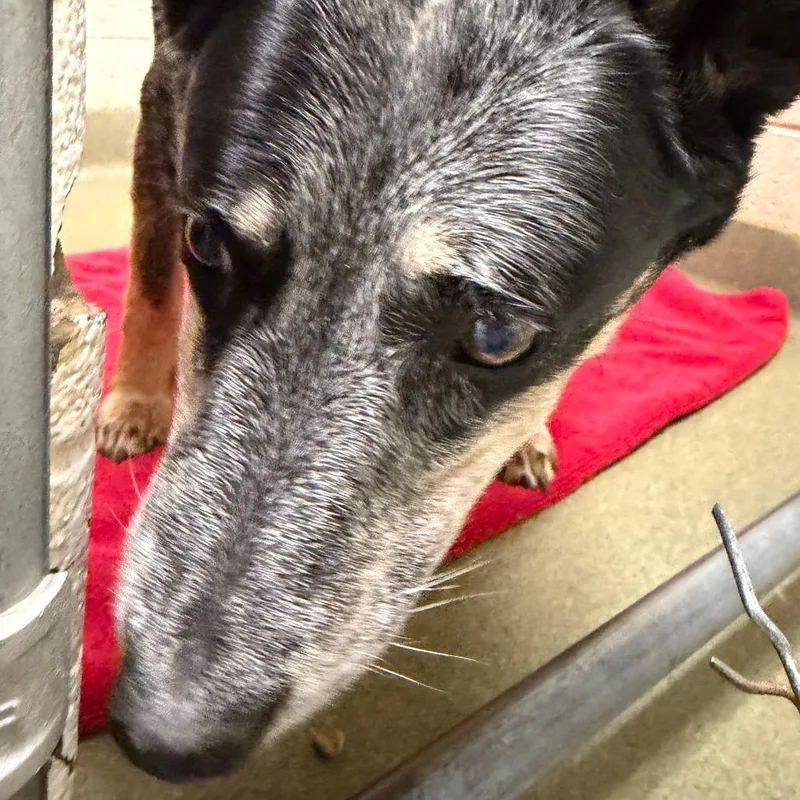 A senior medium-sized female Black Australian Cattle Dog / Blue Heeler dog named Onya for adoption in Harrisonburg, VA