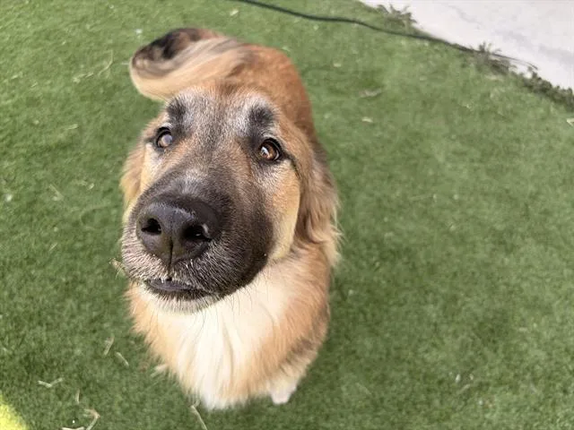 An adult large-sized male German Shepherd Dog dog named Fred for adoption in Grand Prairie, TX