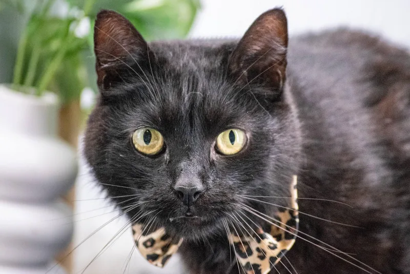 An adult medium-sized male Black Domestic Short Hair cat named Mr Bongo for adoption in Sevierville, TN