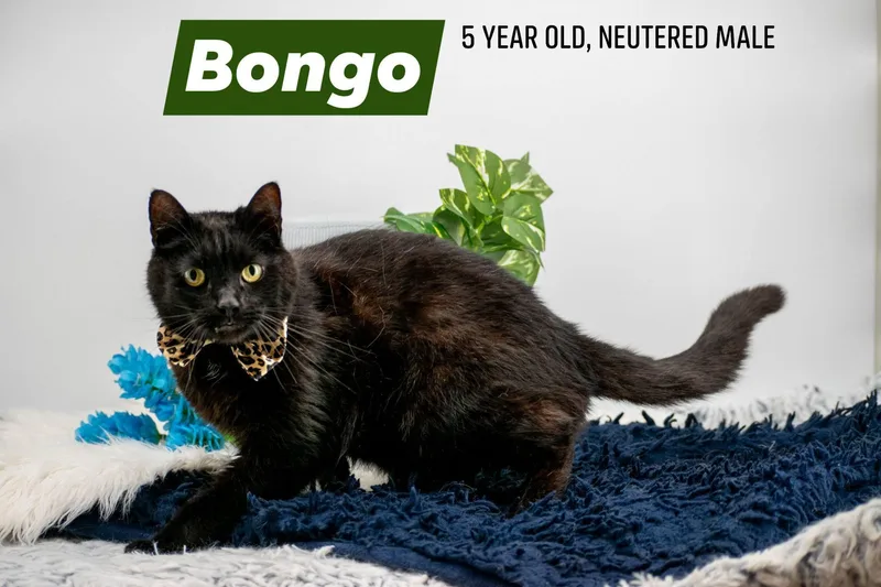 Mr Bongo thumbnail 2