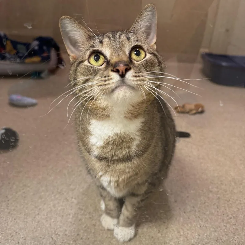 A senior medium-sized male Brown / Chocolate Domestic Short Hair cat named Herbie for adoption in Pekin, IL