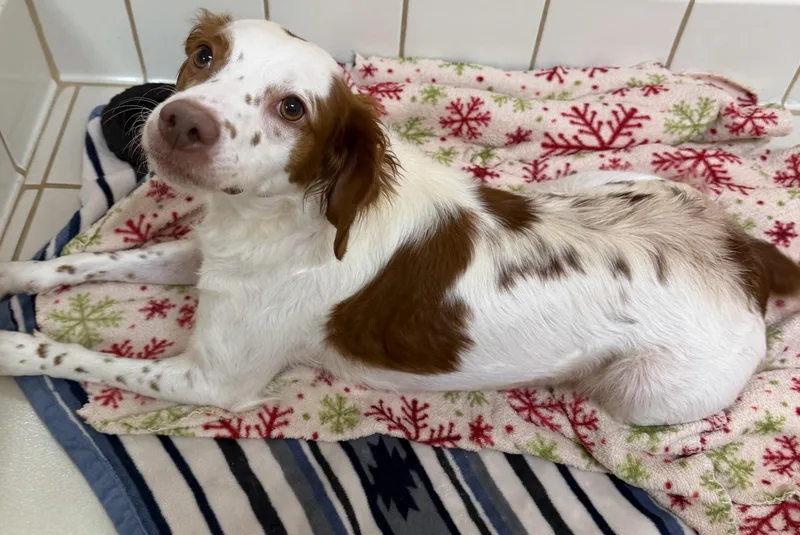 An adult medium-sized female Brown / Chocolate Brittany Spaniel dog named Darla for adoption in Upper Sandusky, OH