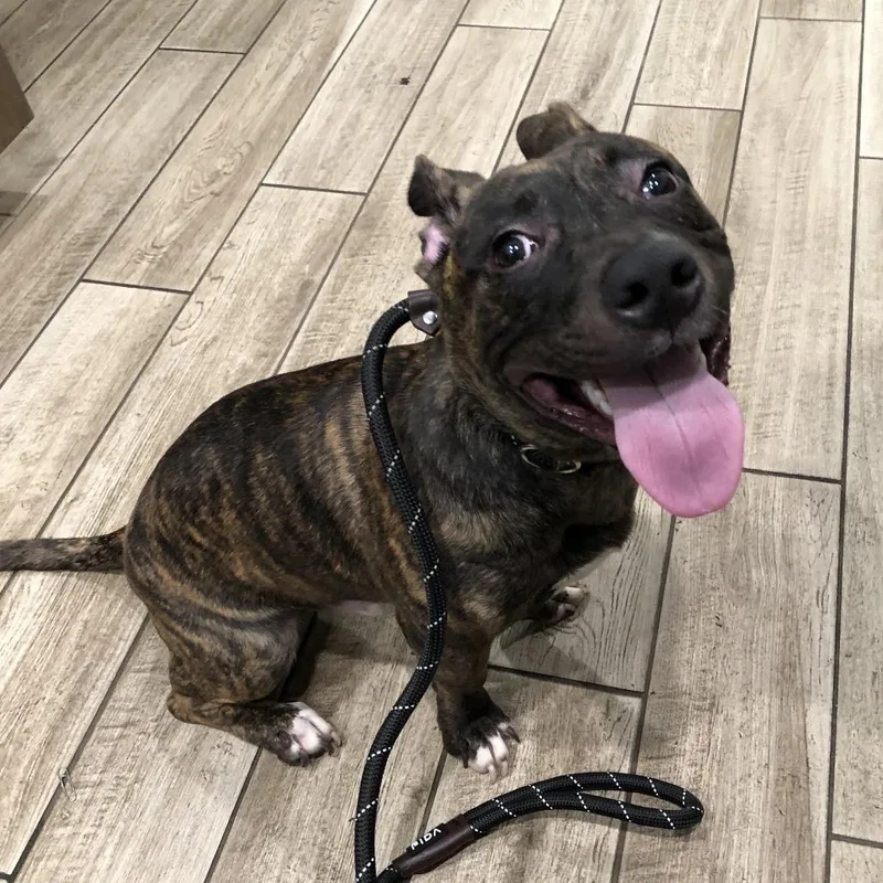 An adult medium-sized male Brindle Mixed Breed dog named Austin for adoption in Oak Park, IL
