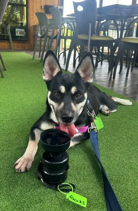 An adult large-sized female Siberian Husky dog named Avalon for adoption in Houston, TX