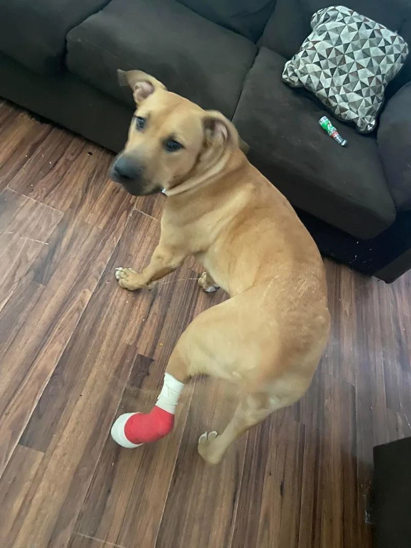An adult large-sized male Black Mouth Cur dog named Bart for adoption in West Richland, WA