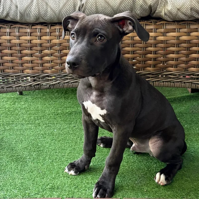 A baby small-sized male Brown / Chocolate Pit Bull Terrier dog named Zoomer for adoption in Scituate, MA