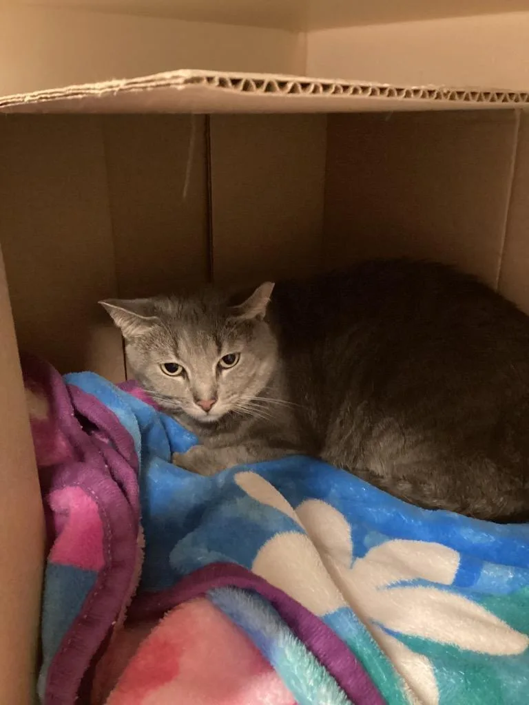 An adult medium-sized female Domestic Short Hair cat named Rosie for adoption in Bloomington, IN