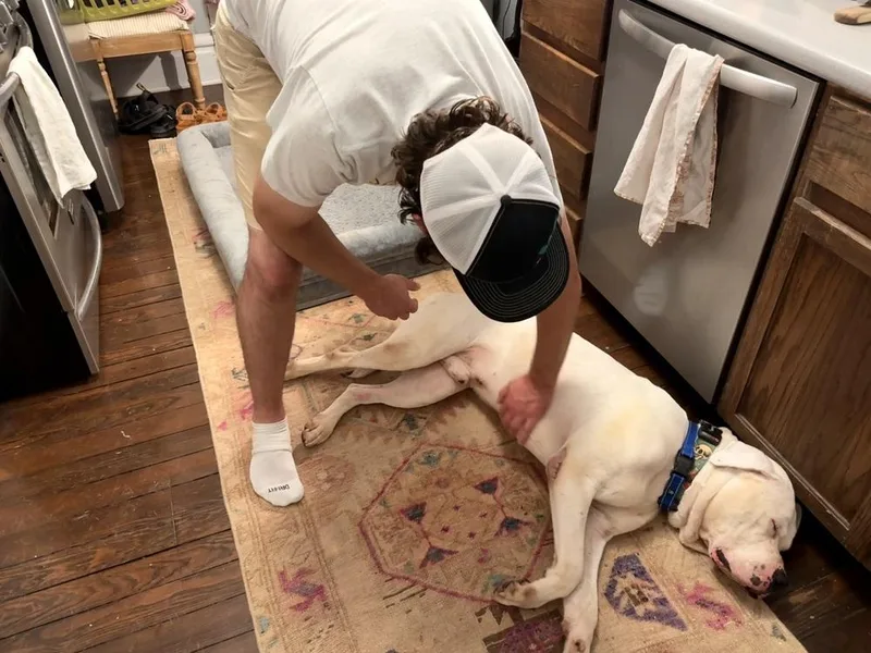 An adult large-sized male White / Cream American Bulldog dog named Morty for adoption in Columbus, OH