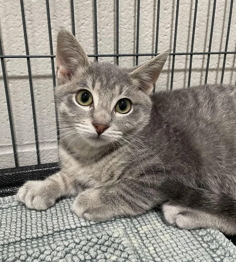 A baby small-sized male Domestic Short Hair cat named Ernie for adoption in Jackson, MI
