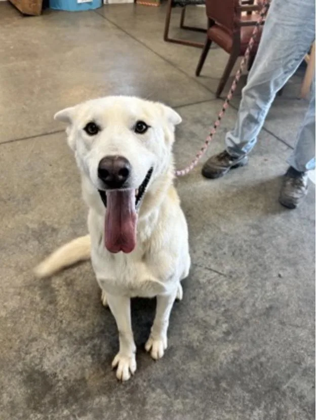 An adult large-sized male White / Cream White German Shepherd dog named Blizzard for adoption in Terre Haute, IN