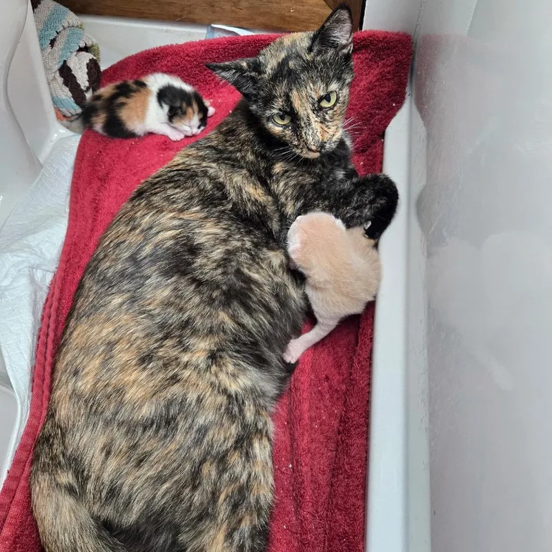 Khaleesi thumbnail 2