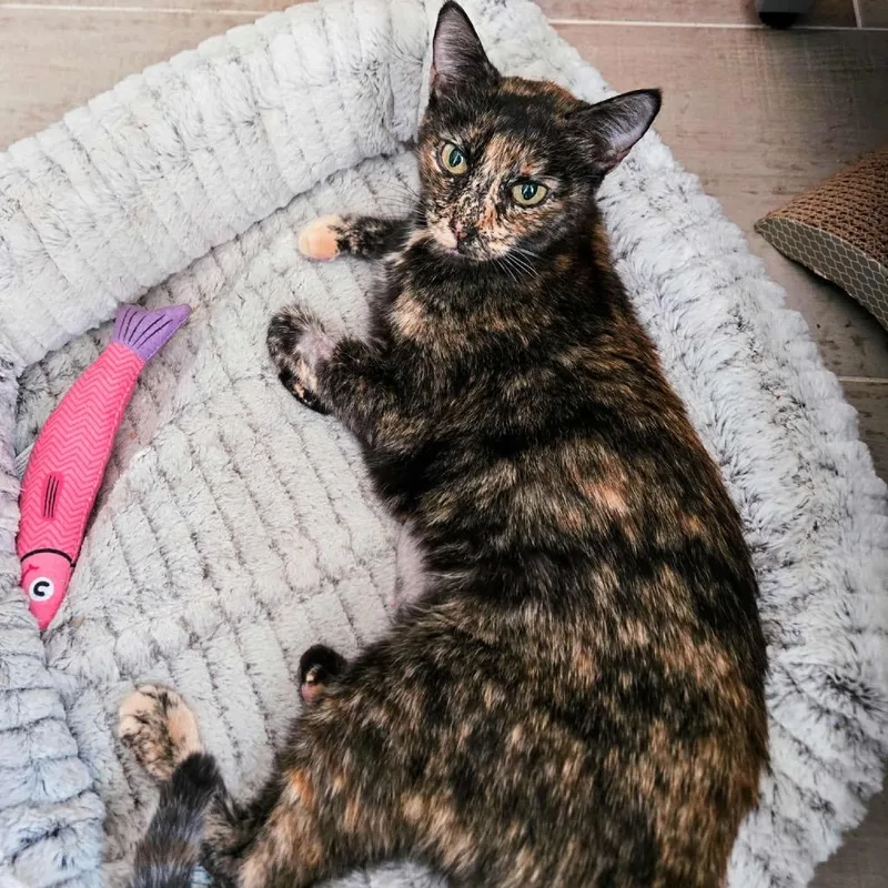 Khaleesi thumbnail 4