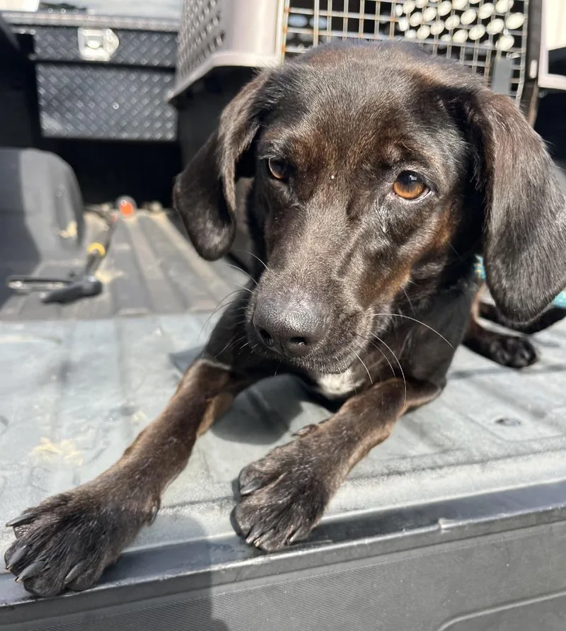 A young large-sized female Mixed Breed dog named Raine for adoption in Lawrenceburg, TN