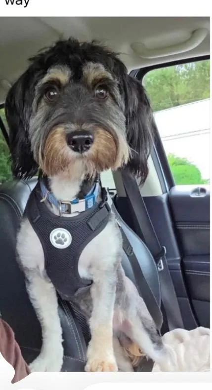 An adult small-sized male Mixed Breed dog named Maylik for adoption in Monona, WI