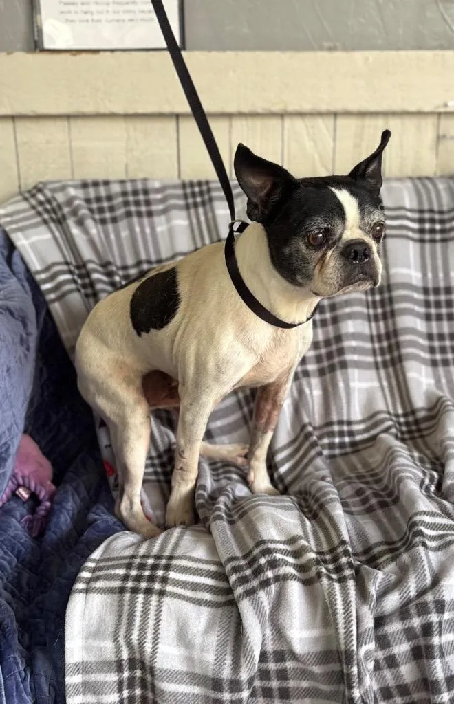 An adult medium-sized male Boston Terrier dog named Hostin for adoption in Fort Worth, TX