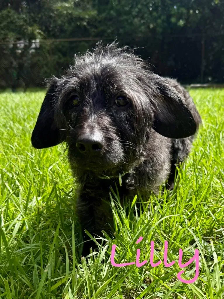 An adult small-sized female Poodle dog named Janice aka Lilly for adoption in Fort Pierce, FL