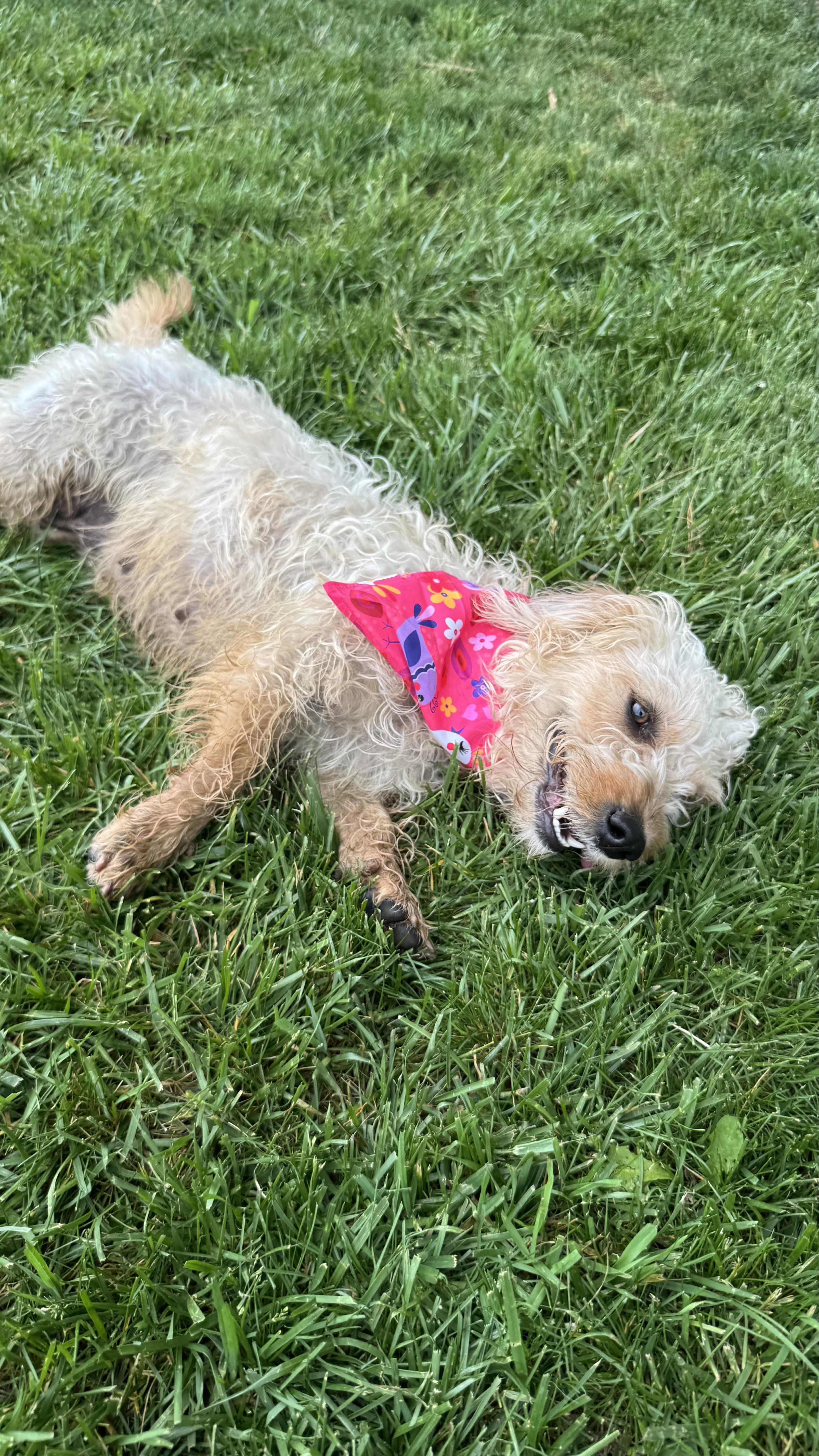 A young medium-sized female White / Cream Poodle dog named Banana Pudding for adoption in Knoxville, TN