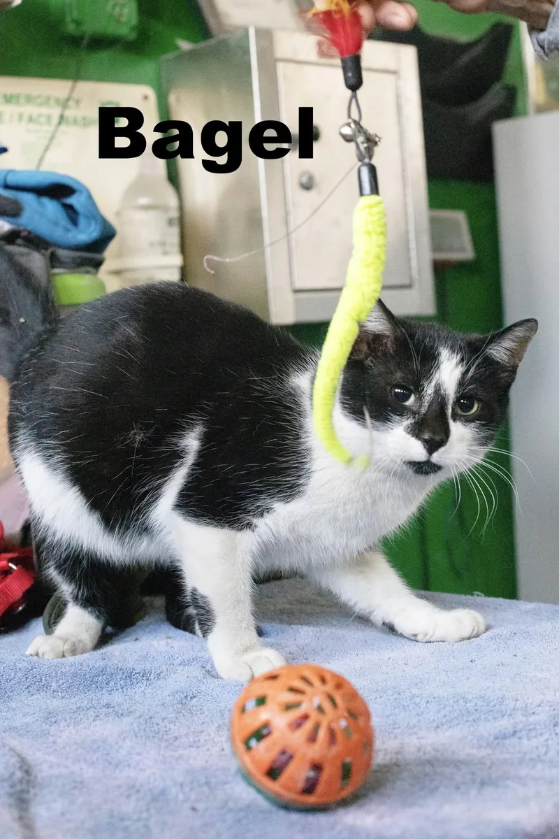 An adult large-sized male Domestic Short Hair cat named Bagel for adoption in Macomb, IL