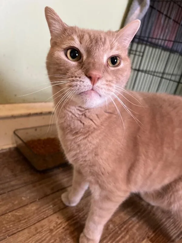 A senior medium-sized male Cream / Ivory Domestic Short Hair cat named Mako for adoption in Colmar, PA
