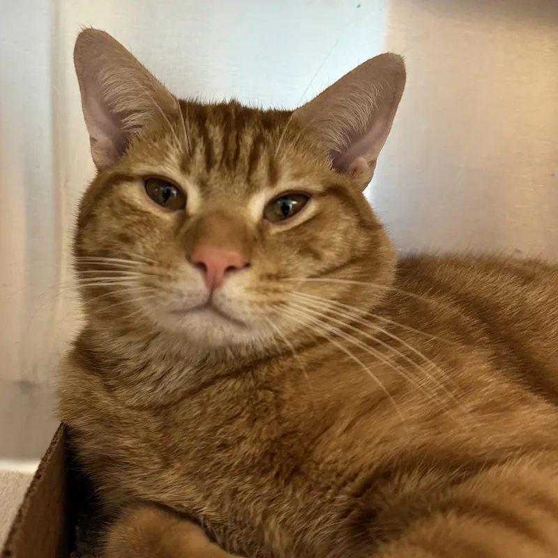 A young large-sized male Domestic Short Hair cat named Ned for adoption in Reisterstown, MD