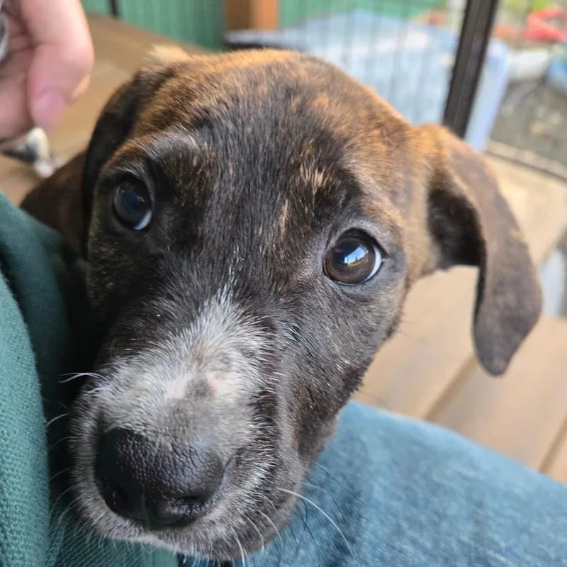 A baby small-sized female Brown / Chocolate Pit Bull Terrier dog named Alina for adoption in Oakville, WA
