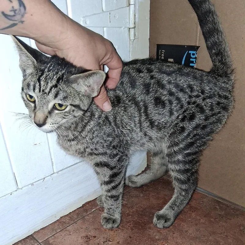 A baby small-sized male Gray / Blue / Silver Domestic Short Hair cat named Chad for adoption in Calimesa, CA