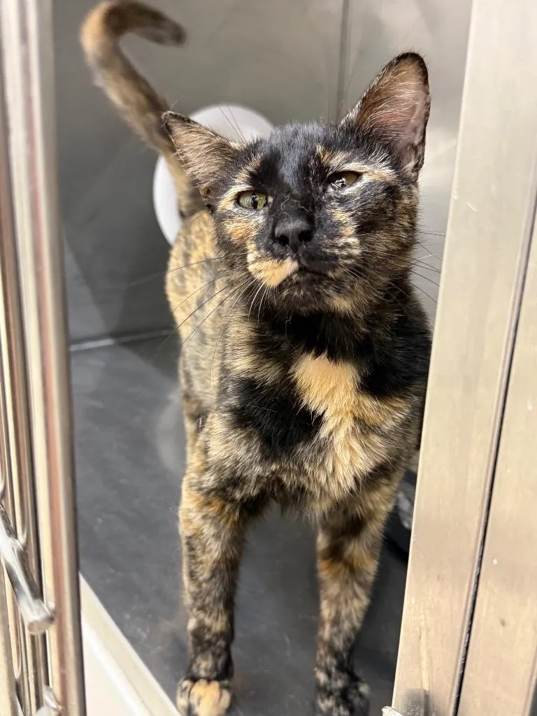 A young medium-sized female Domestic Short Hair cat named Pandora for adoption in Glenfield, NY
