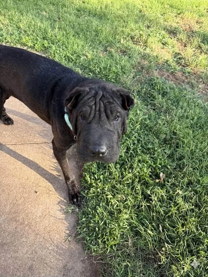 A young medium-sized male Shar-Pei dog named Sharpeyton Manning for adoption in Houston, TX