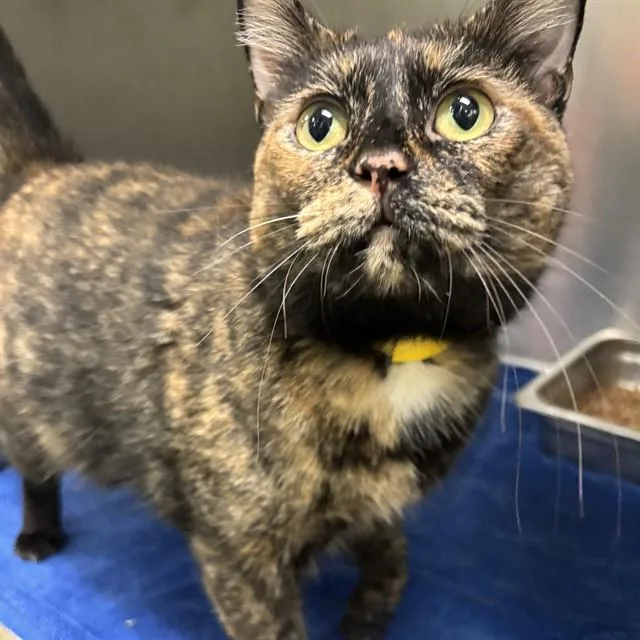 An adult large-sized female Domestic Short Hair cat named A for adoption in Oklahoma City, OK