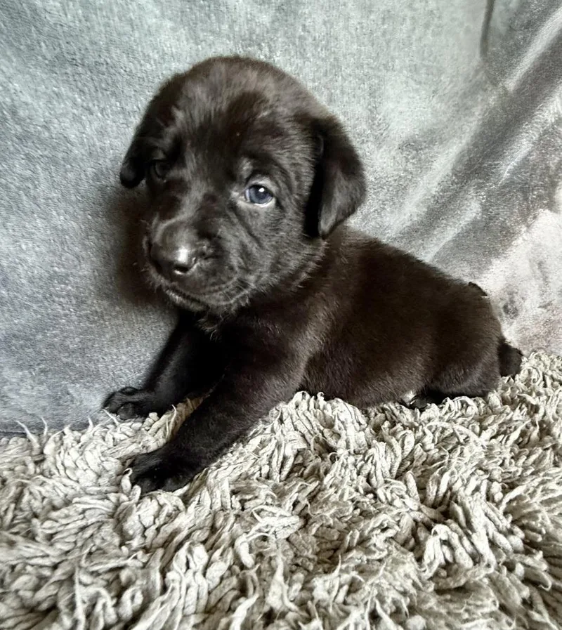 A baby large-sized male Tricolor (Brown, Black, & White) Labrador Retriever dog named Mouse for adoption in Warr Acres, OK