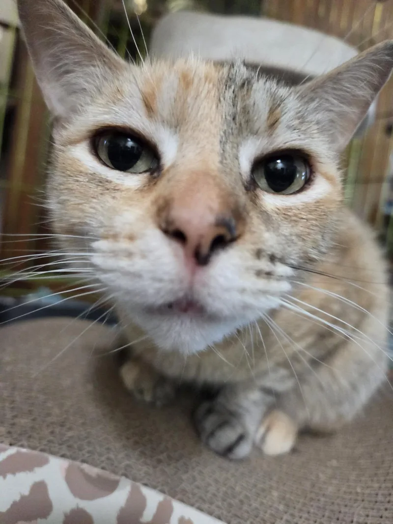 An adult medium-sized female Torbie Domestic Short Hair cat named Sunny for adoption in Oceanside, CA