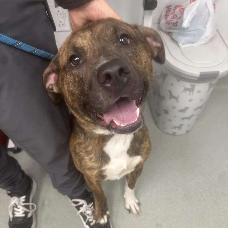 An adult medium-sized male White / Cream Pit Bull Terrier dog named Socks for adoption in Abilene, TX