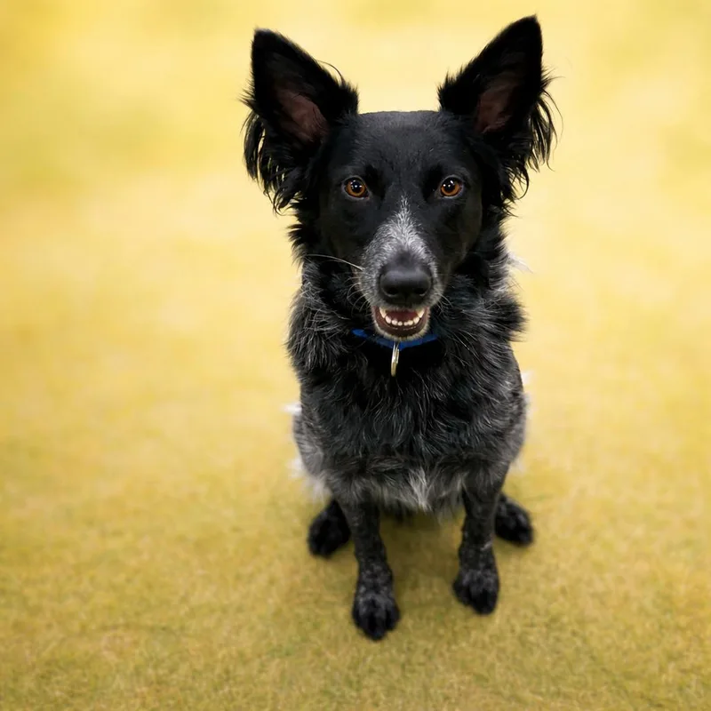 Finnegan thumbnail 2